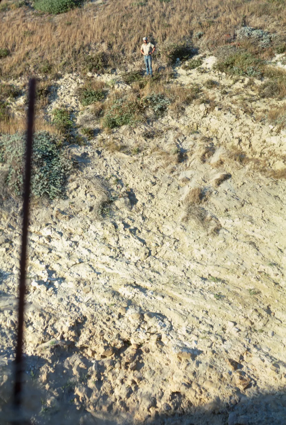 Vegetation transect in Willow Canyon, San Miguel Island