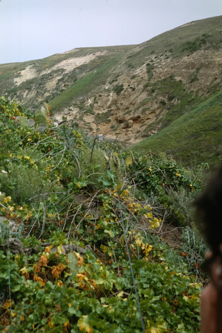 NPS vegetation transect on San Miguel Island, Opuntia oricola
