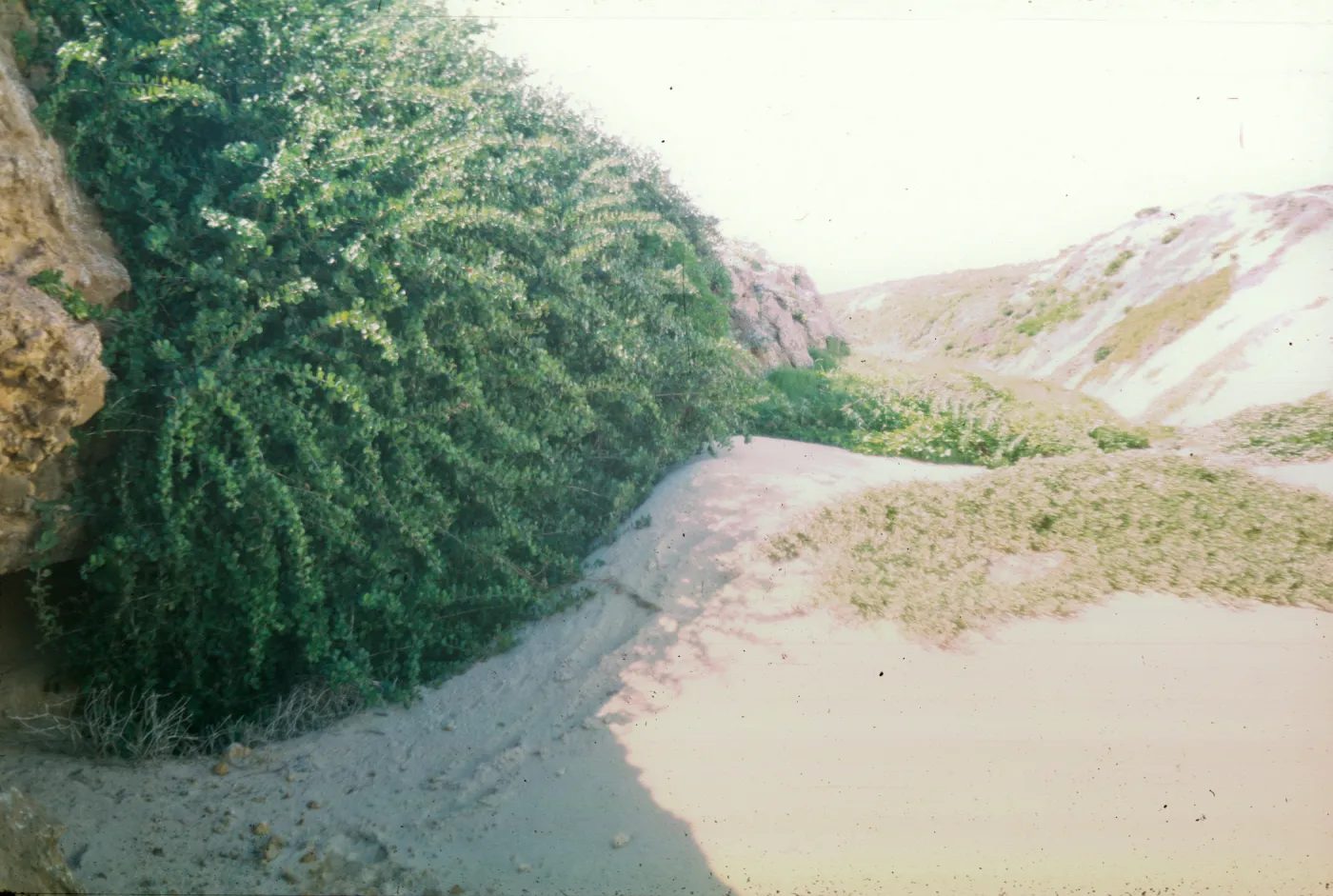 NPS dune drift measurement on San Miguel Island, Willow Canyon