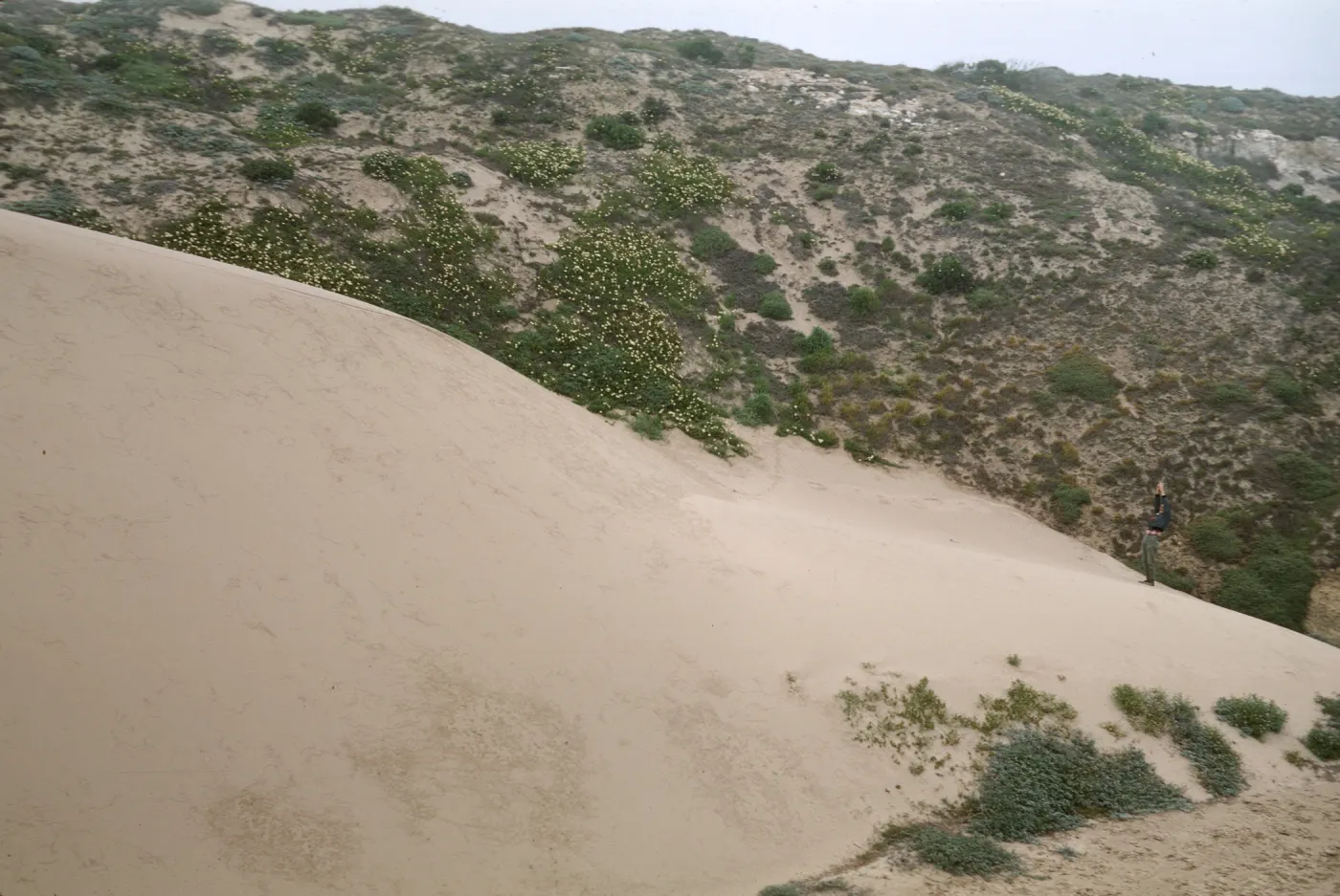 north front of NPS drift measurement dune, San Miguel Island