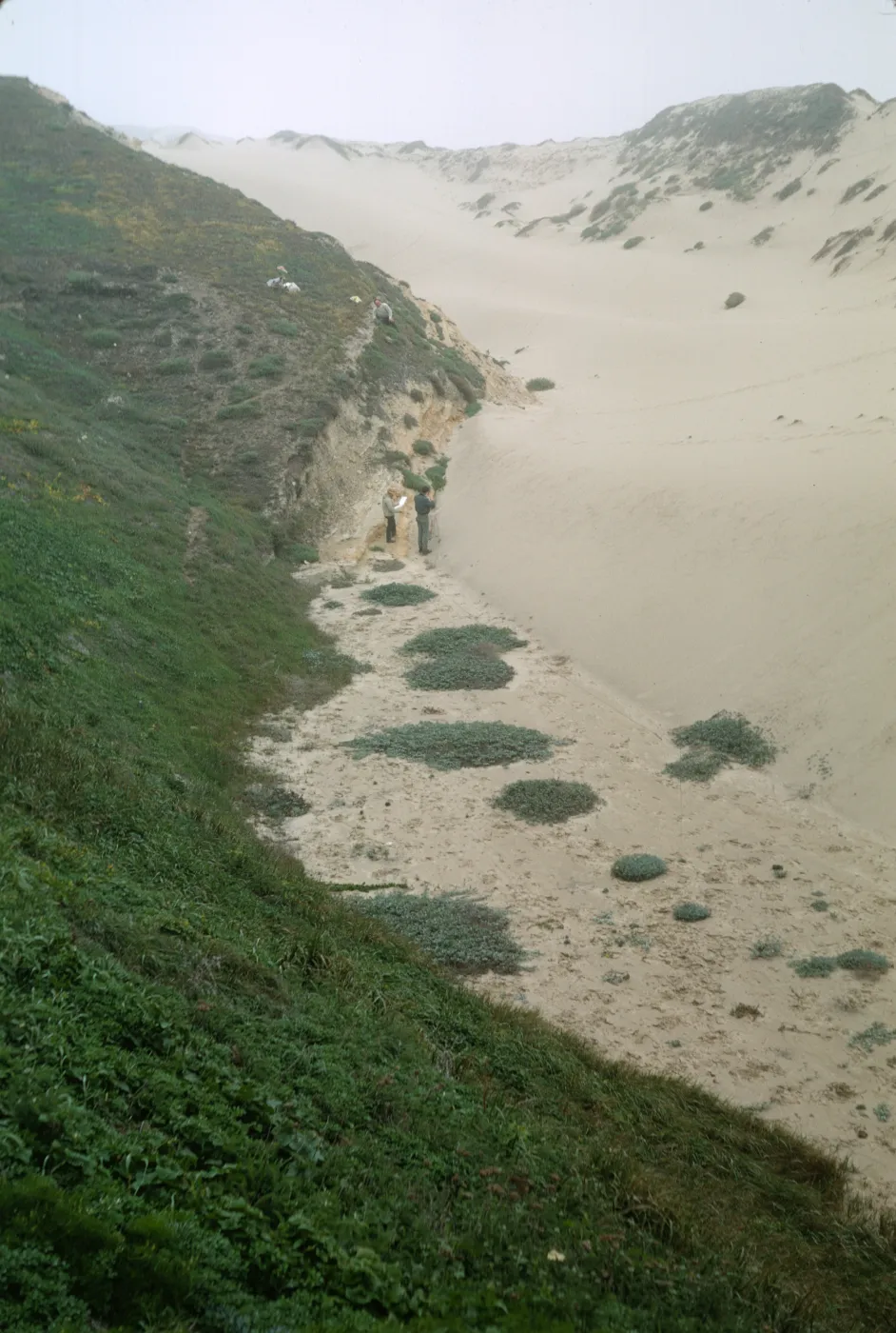 NPS dune transect on San Miguel Island