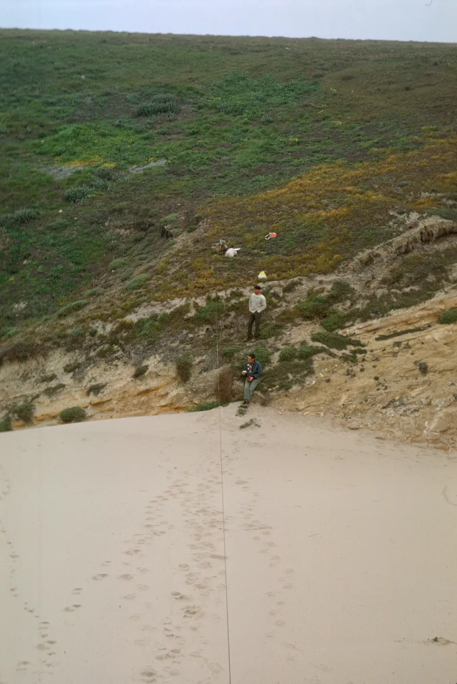 NPS dune transect, San Miguel Island