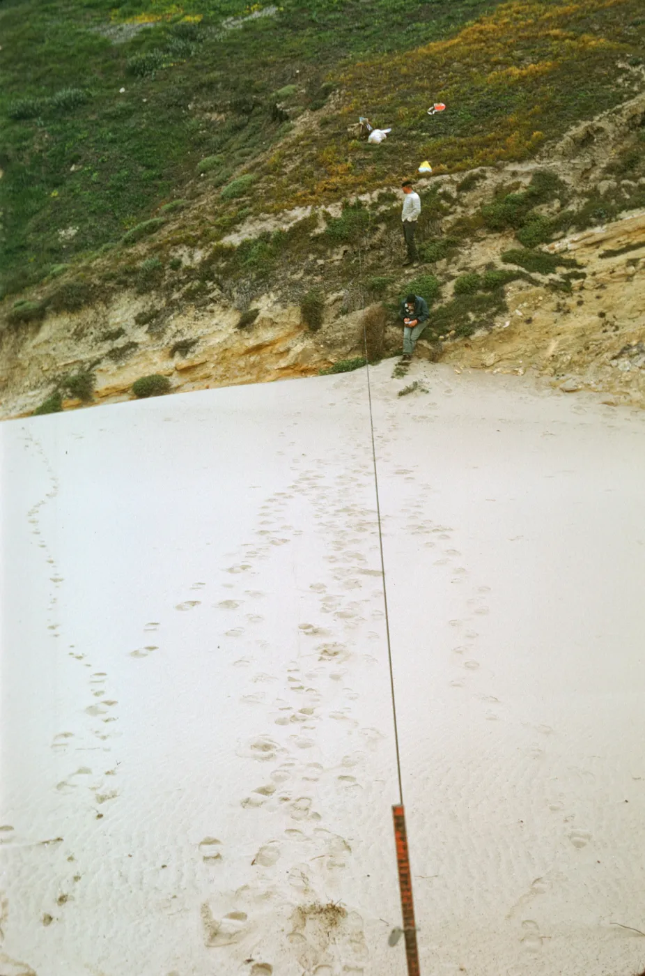 NPS dune transect, San Miguel Island