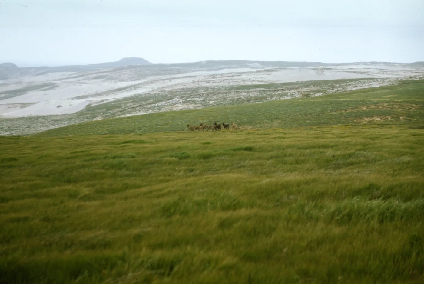 Burros on San Miguel Island