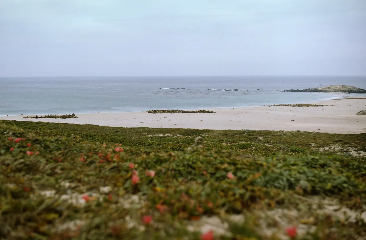 San Miguel Island, Point Bennett, Adams Cove