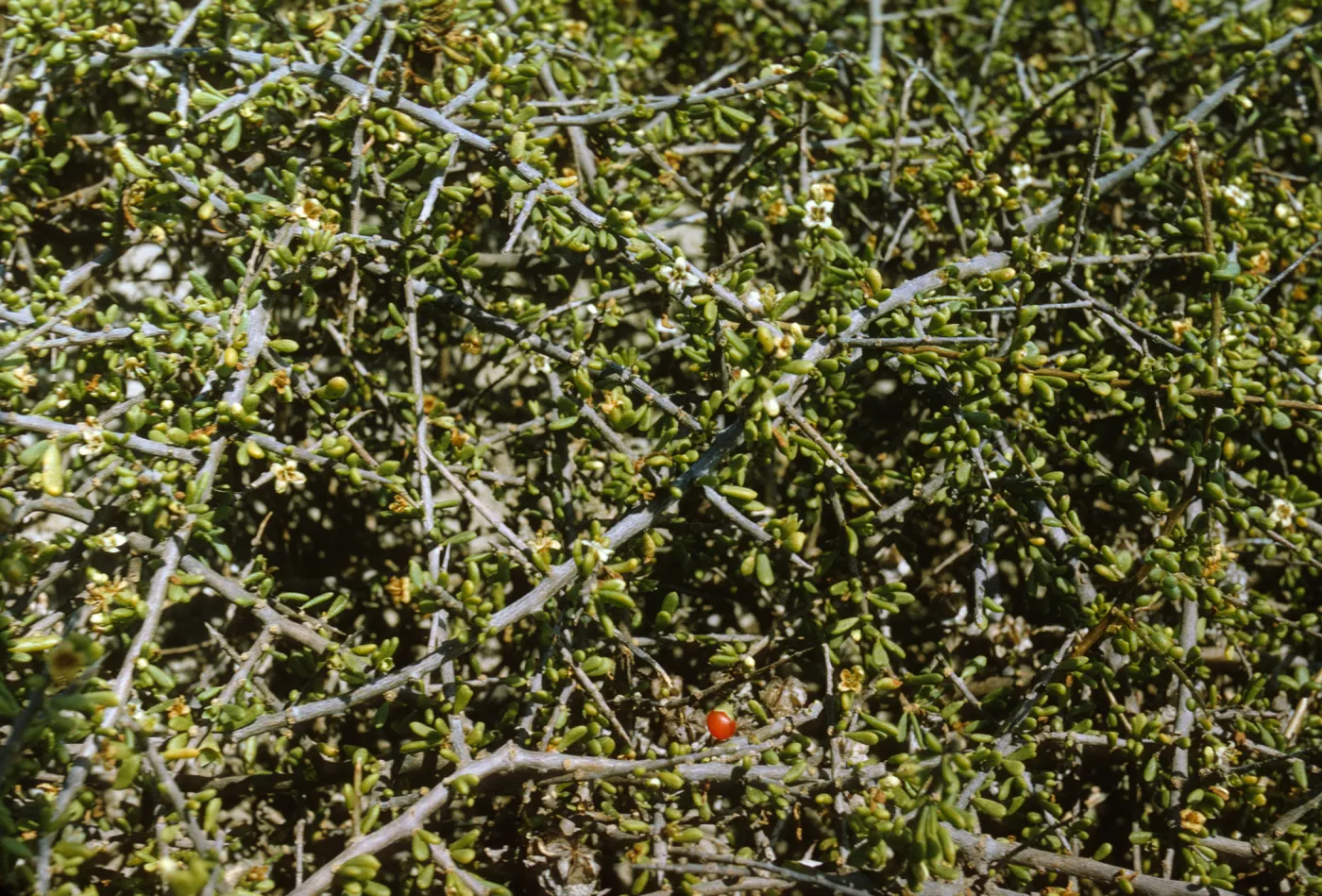 Lycium californicum on San Miguel Island