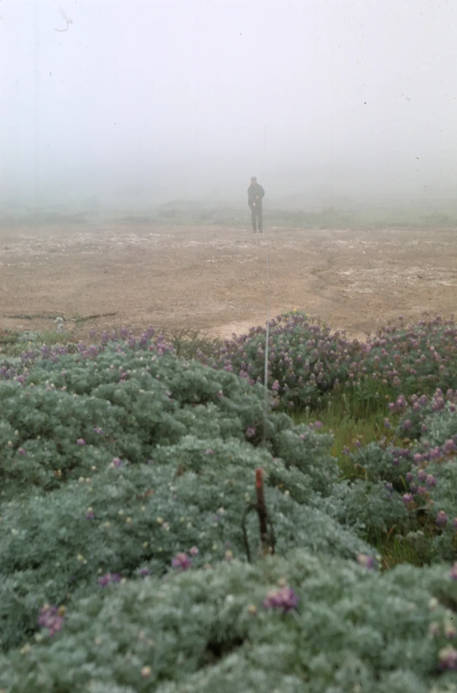 NPS vegetation transect #10, San Miguel Island (Lupine)
