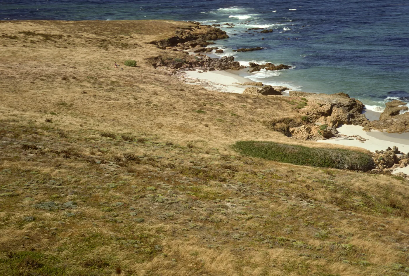Eastern Lavatera population on San Miguel Island