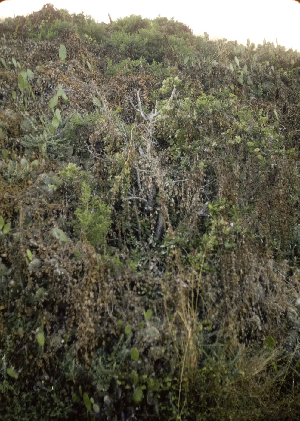 Toyon, dead branches, off Willow Canyon, San MIguel Island