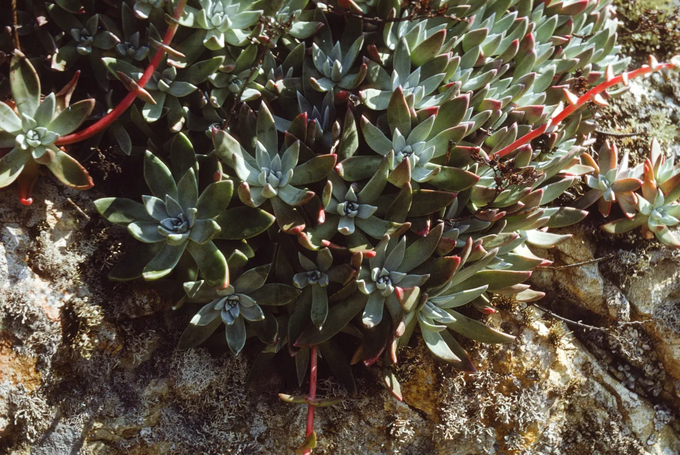 Dudleya greenei, San Miguel Island