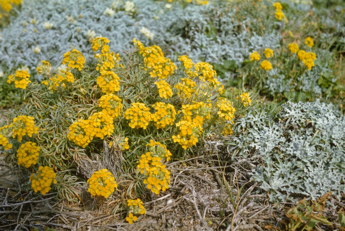 San Miguel Island, Erysimum insulare