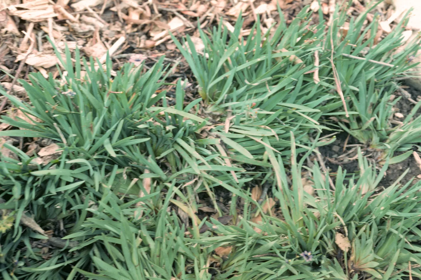 San Miguel Island, Sisyrinchium bellum