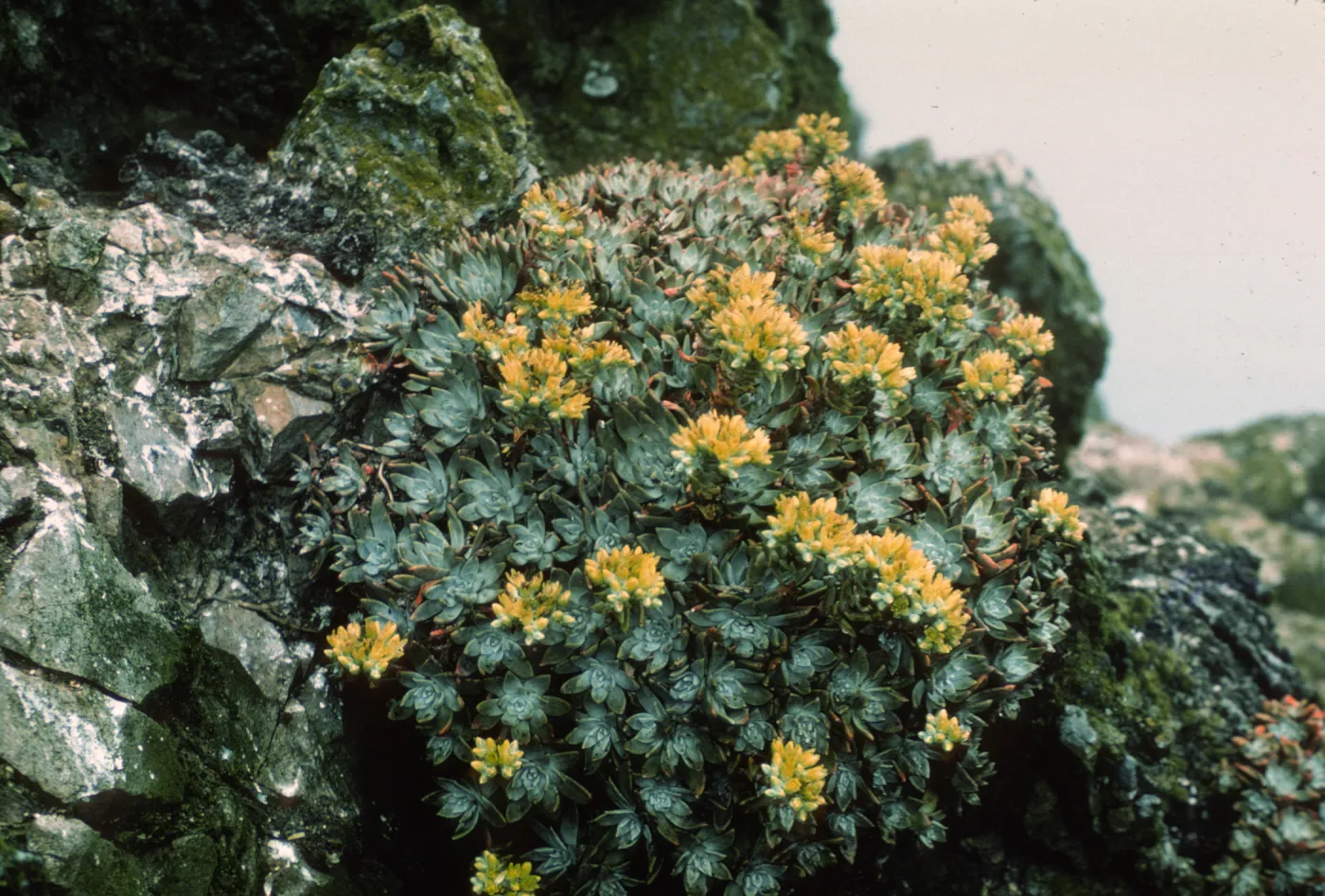 San Miguel Island, Dudleya greenei