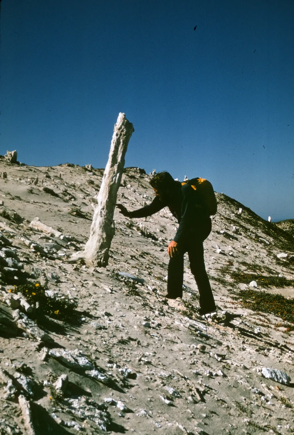 sand castings, caliche forest on San Miguel Island
