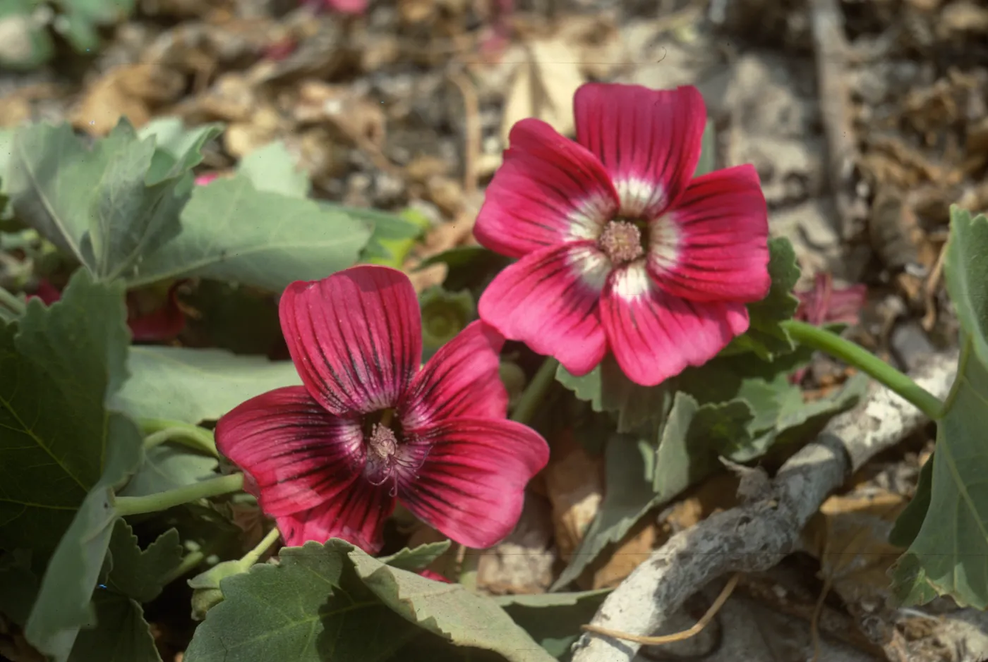 Lavatera on San Miguel Island