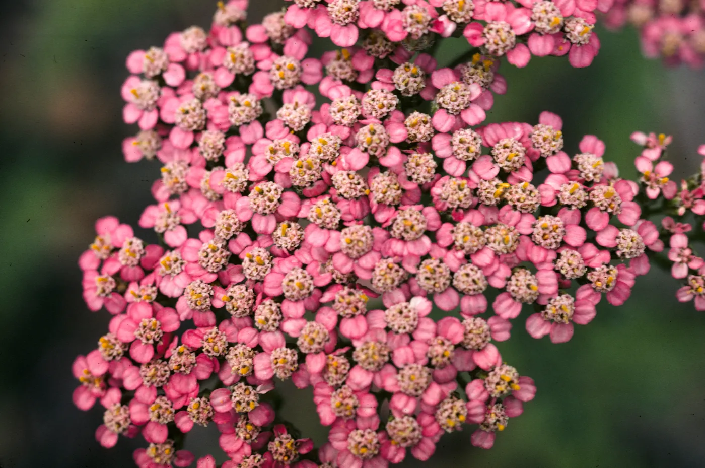 Achillea (Yarrow) borealis on San Miguel Island