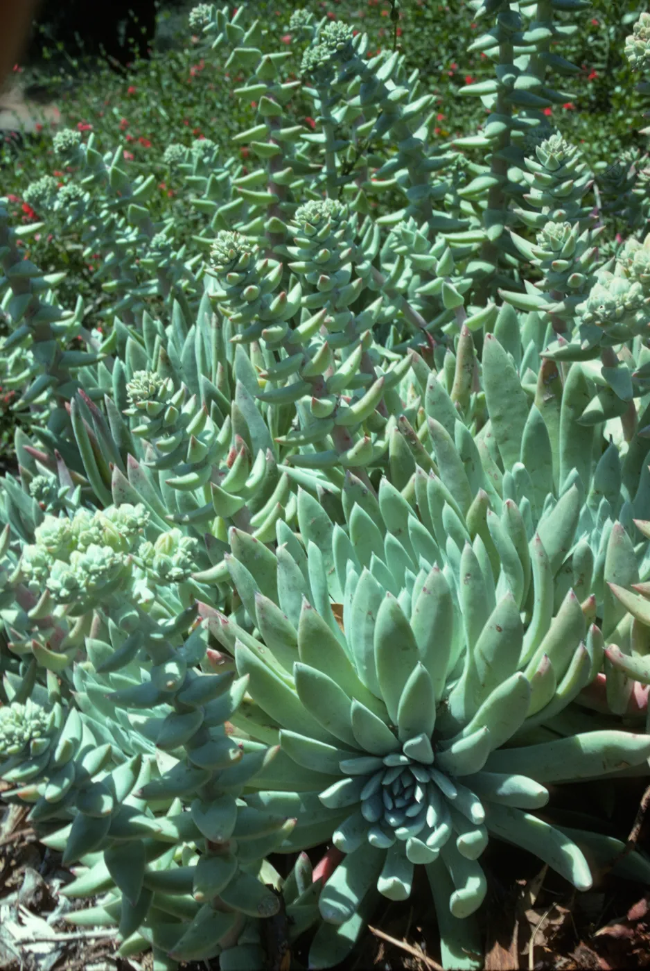 Dudleya greenei on San Miguel Island