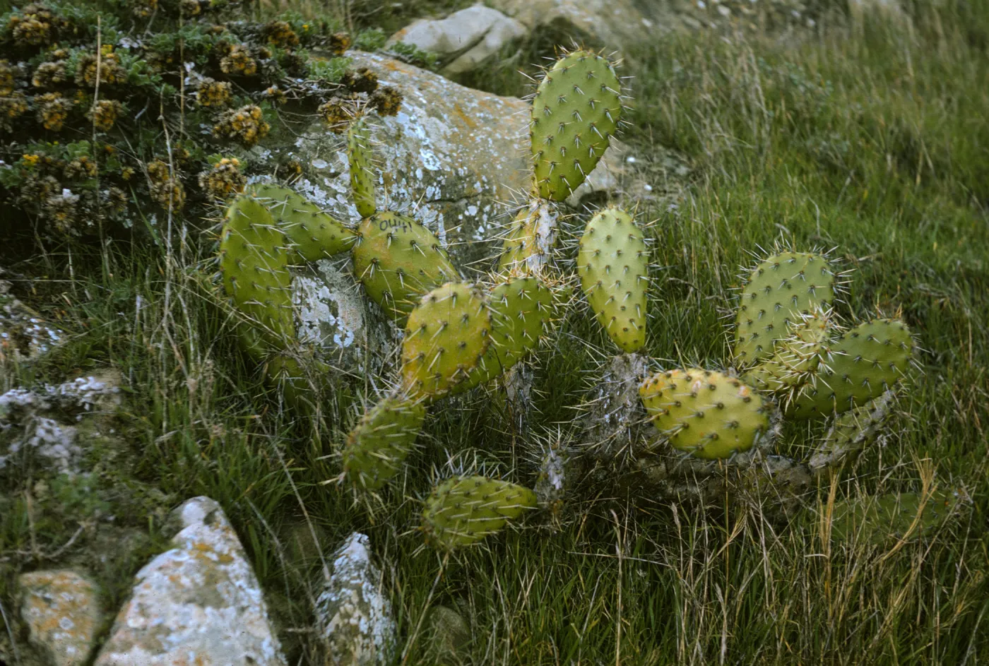 Opuntia littoralis, San Miguel Island
