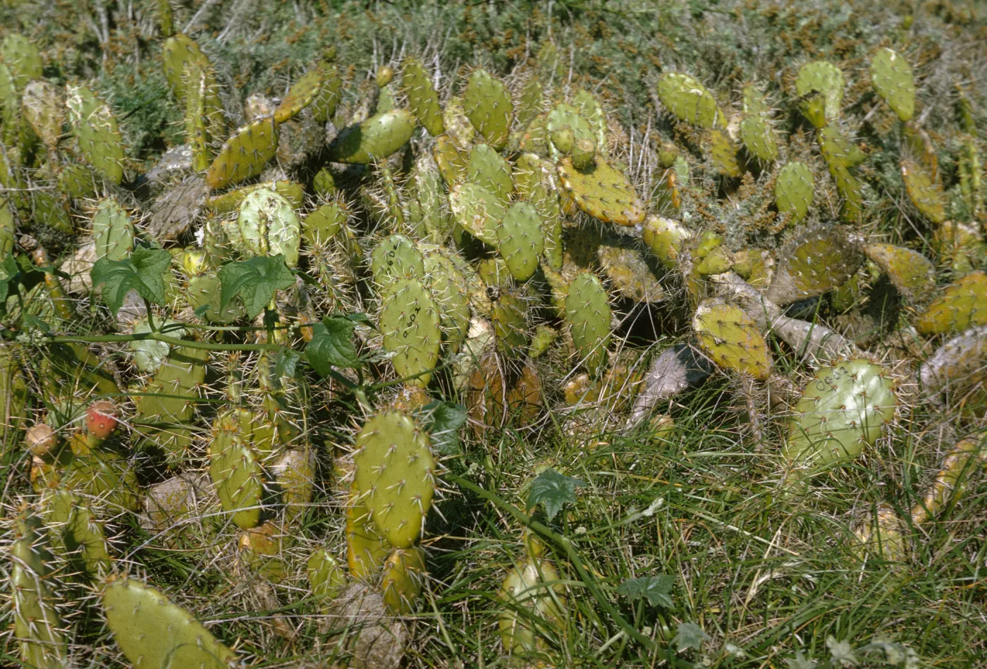 Opuntia O602 (Prickly-pear), San Miguel Island