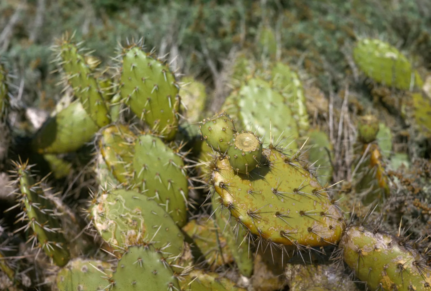 Opuntia O602 (Prickly-pear), San Miguel Island