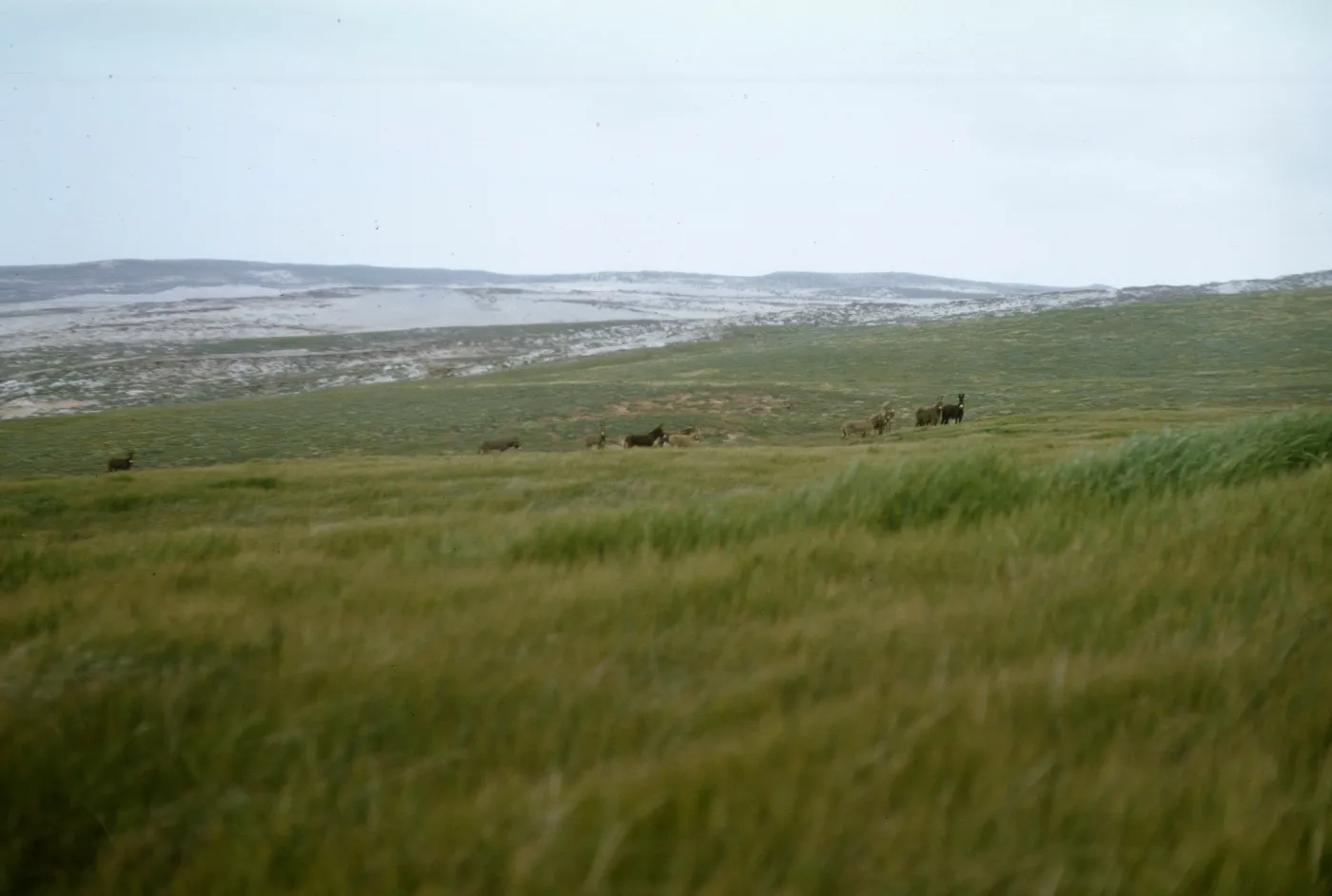 ten burros, San Miguel Island
