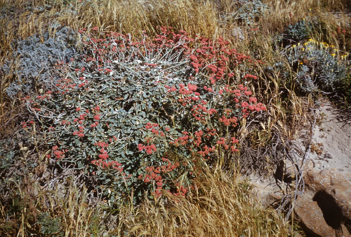 Eriogonum rubescens, San Miguel Island