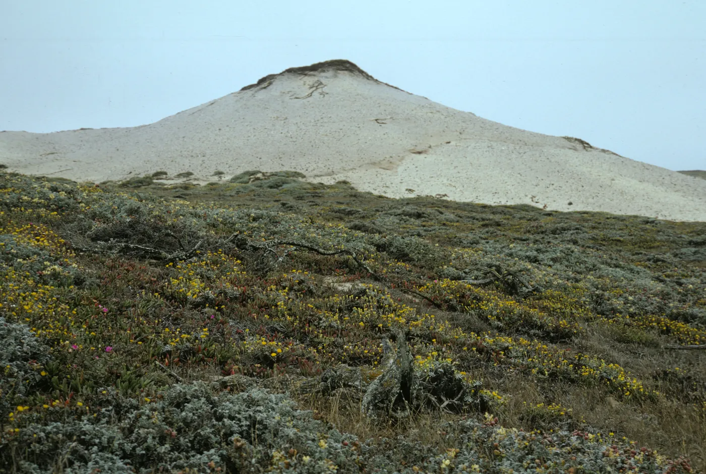 San dune, San Miguel Island