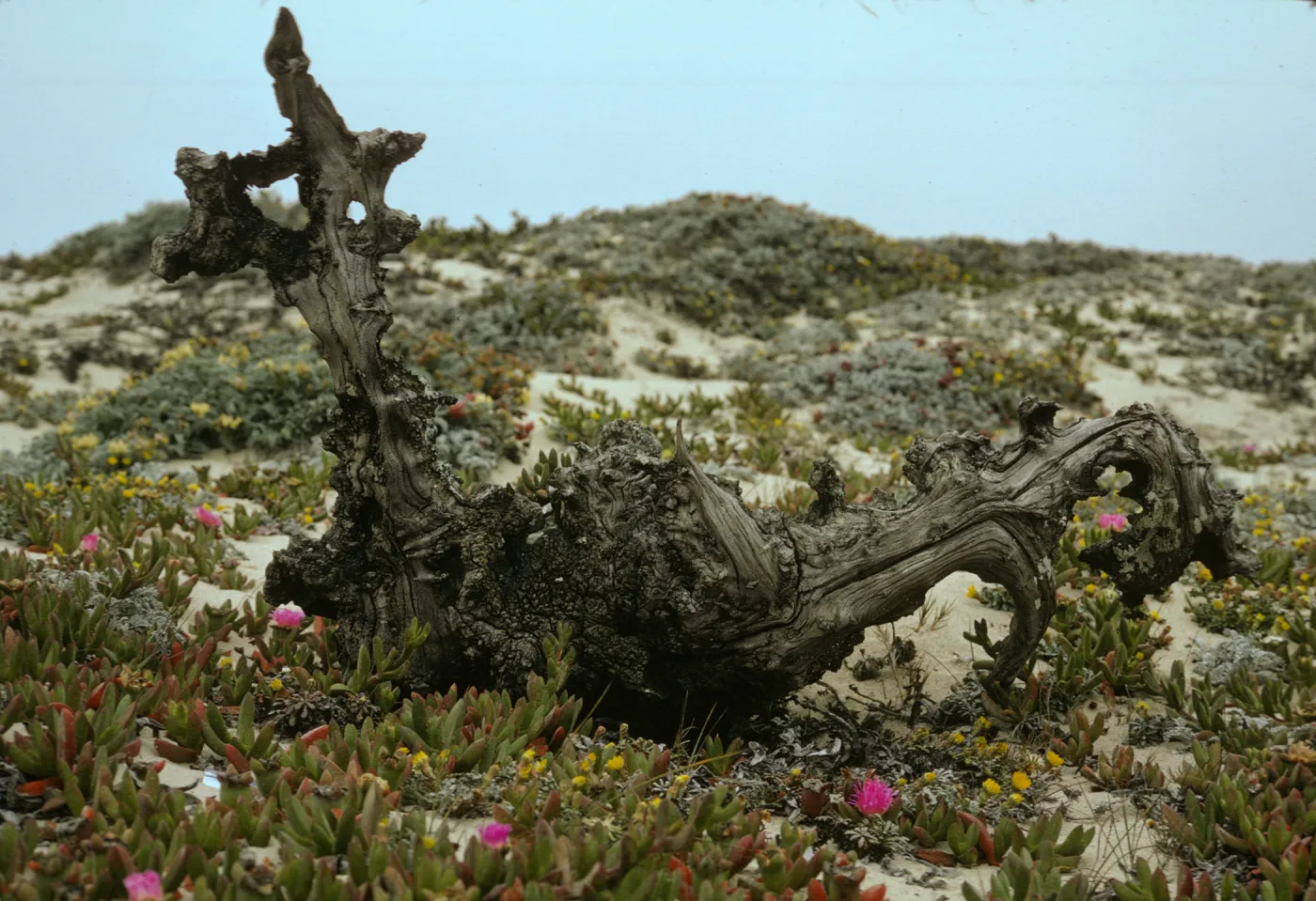 San Miguel Island