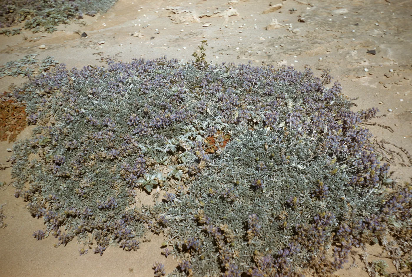 Lupinus (Lupine) on San Nicolas Island
