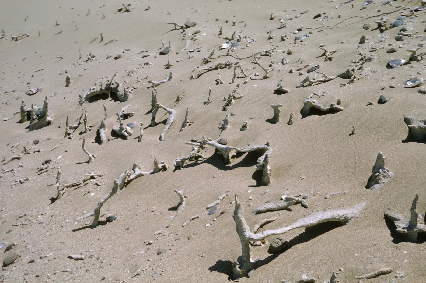 Root concretions on San Nicolas Island
