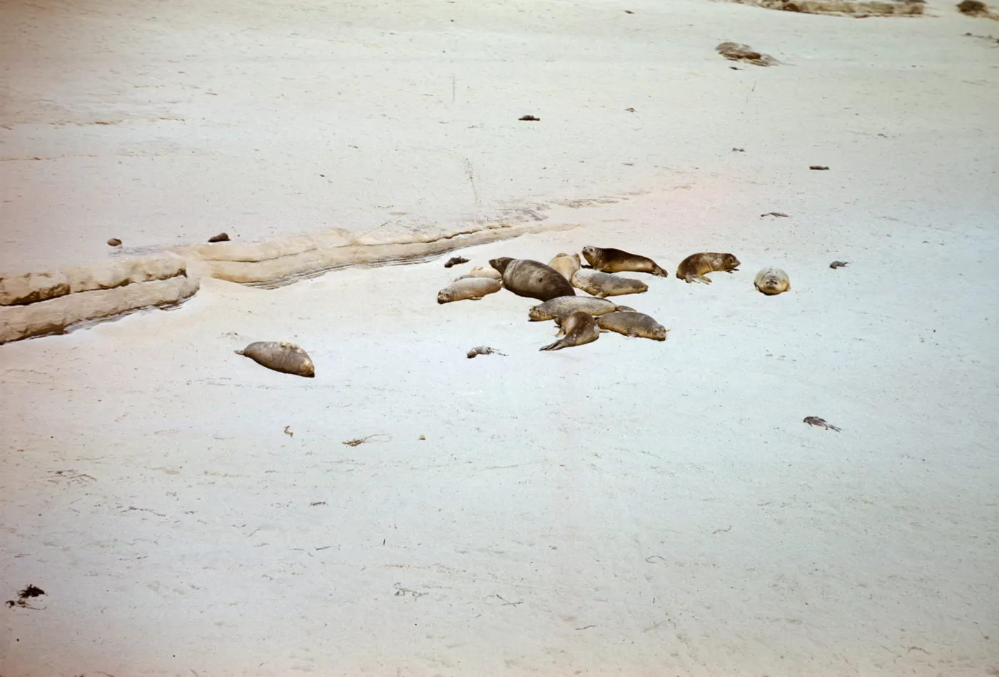 Seals on the beach, southwest end of San Nicolas Island