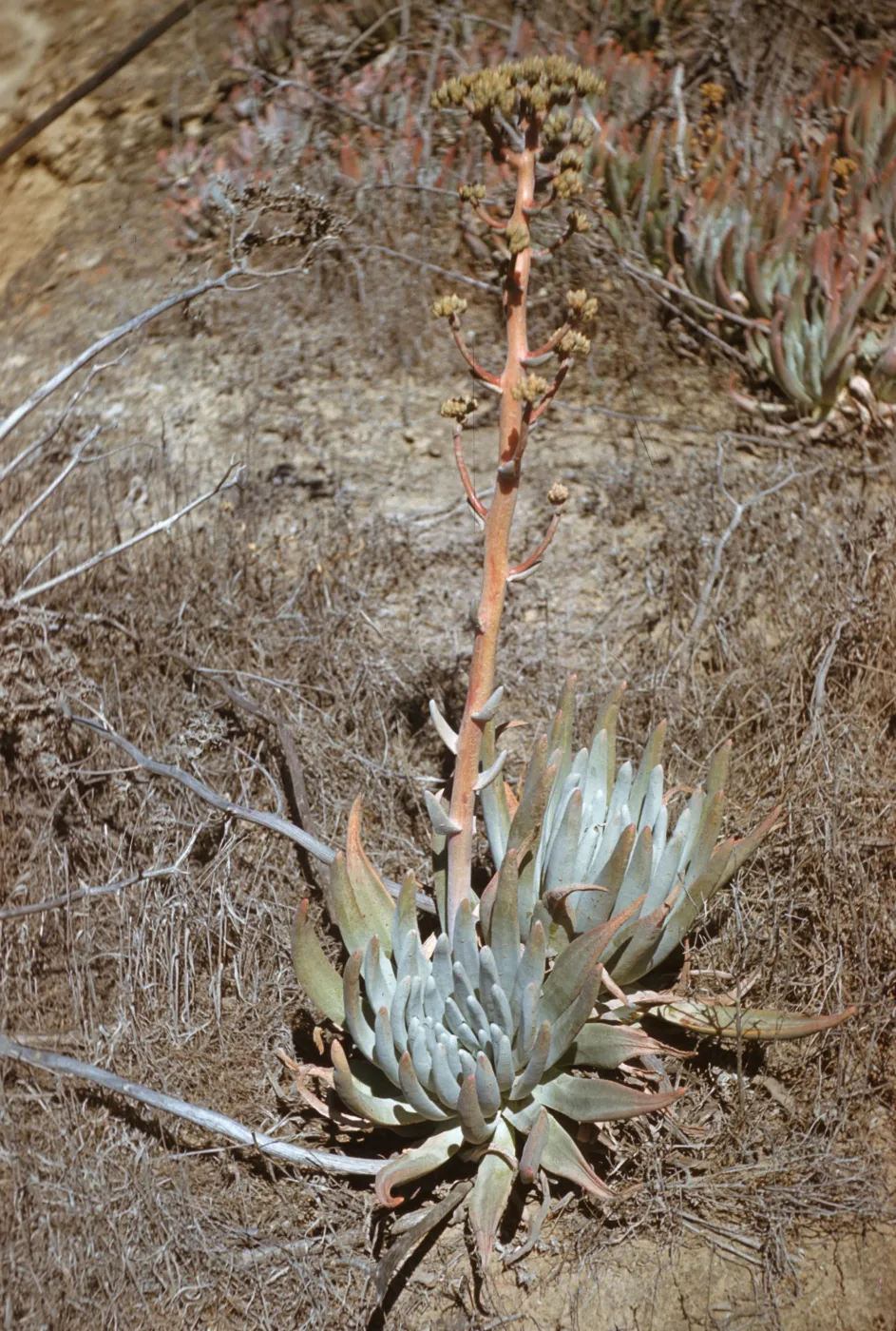 Dudleya virens ssp. insularis, San Nicolas Island