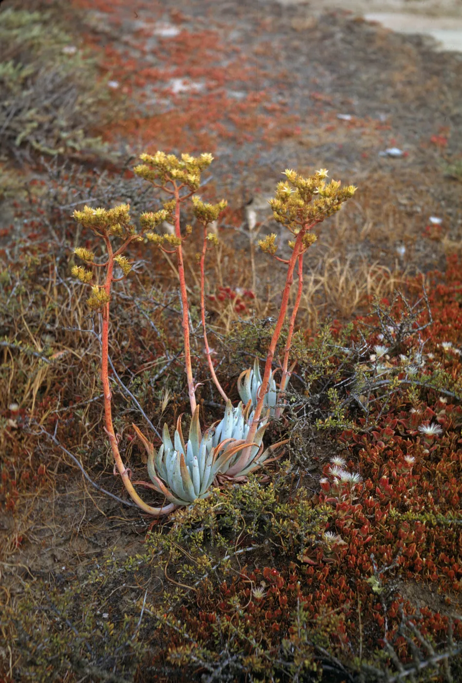 Dudleya virens ssp. insularis, San Nicolas Island