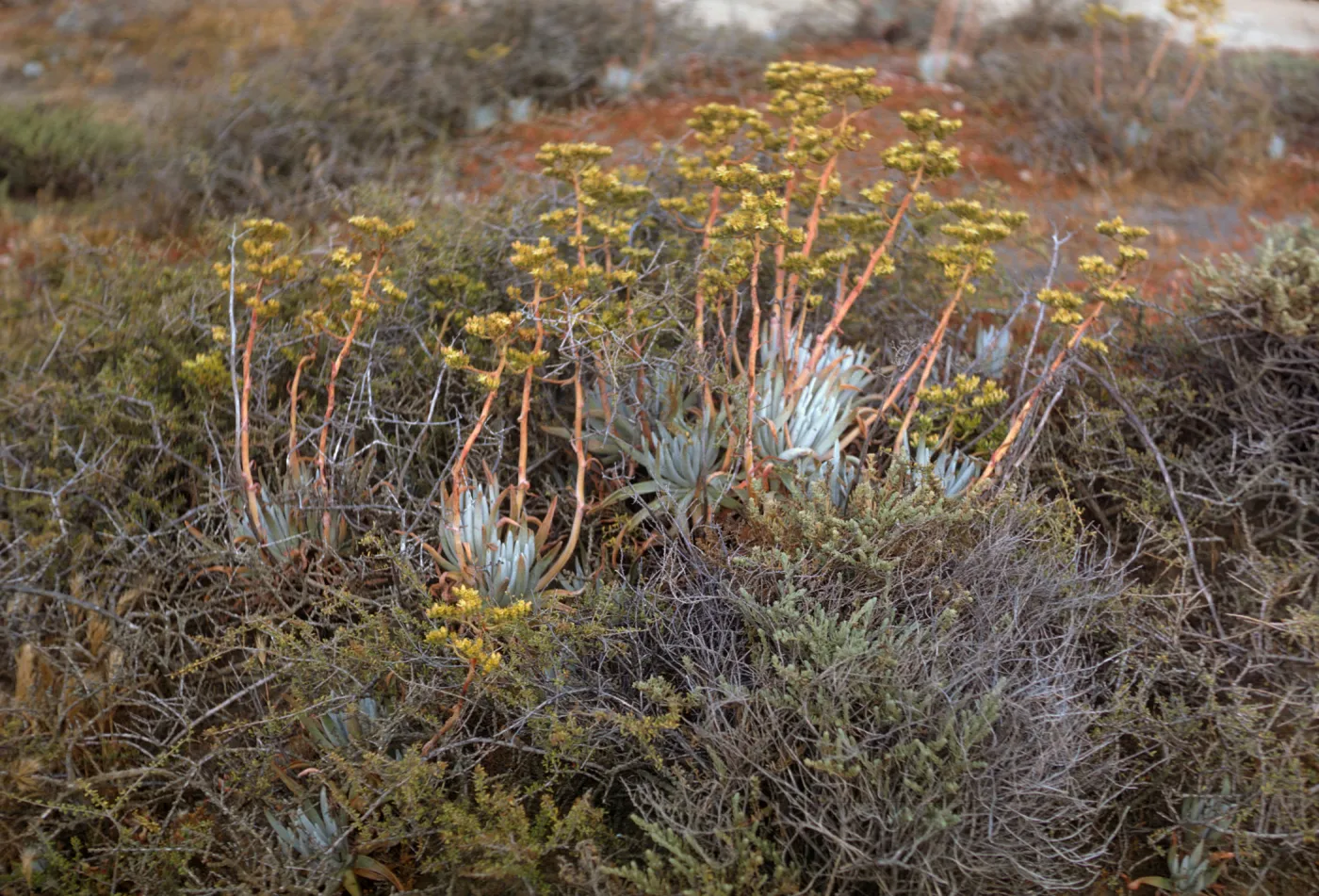 Dudleya virens ssp. insularis, San Nicolas Island