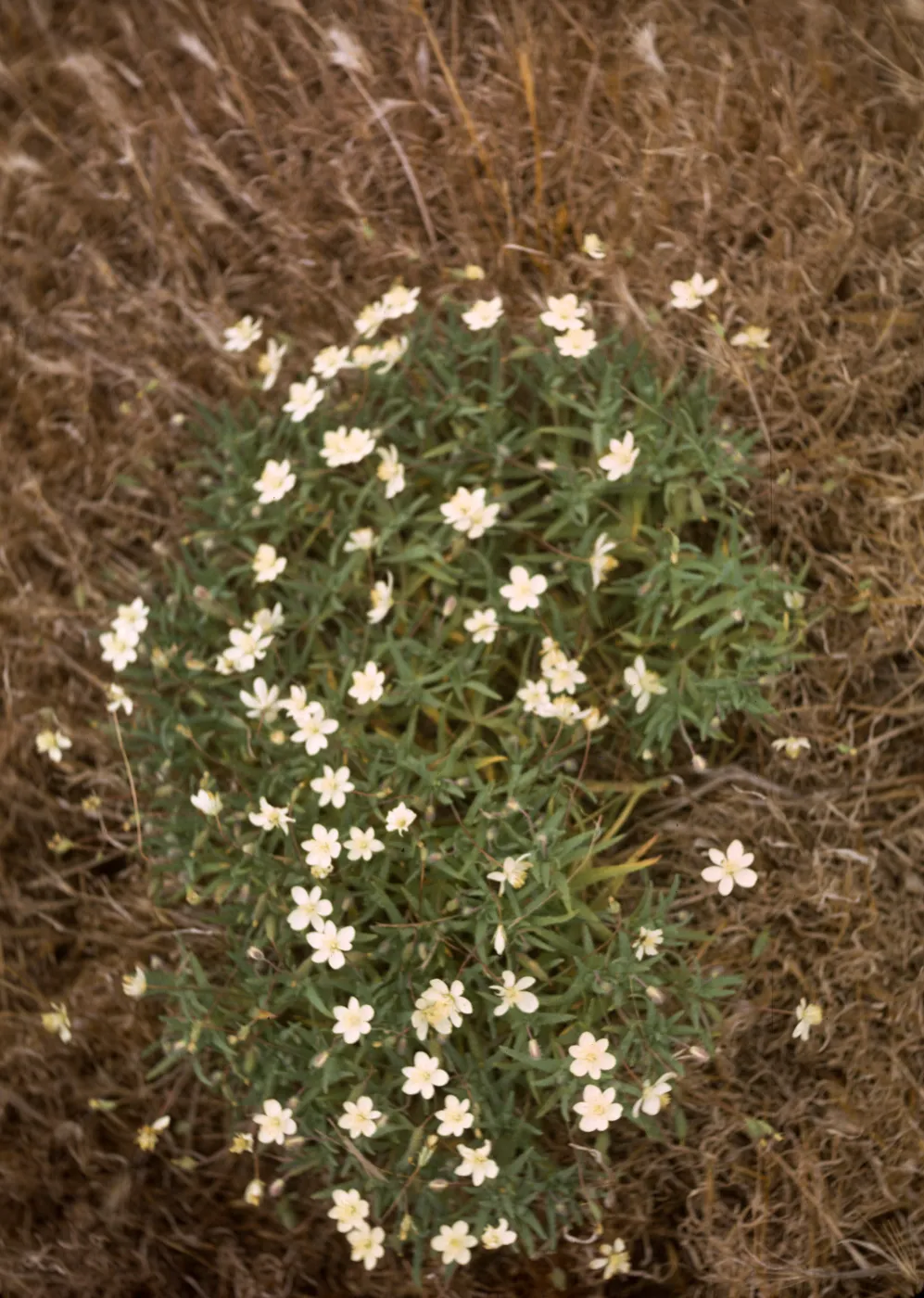 Platystemon californicus, San Nicolas Island
