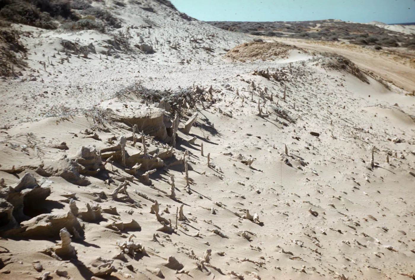 fossil root casts in sand, caliche forest, San Nicolas Island