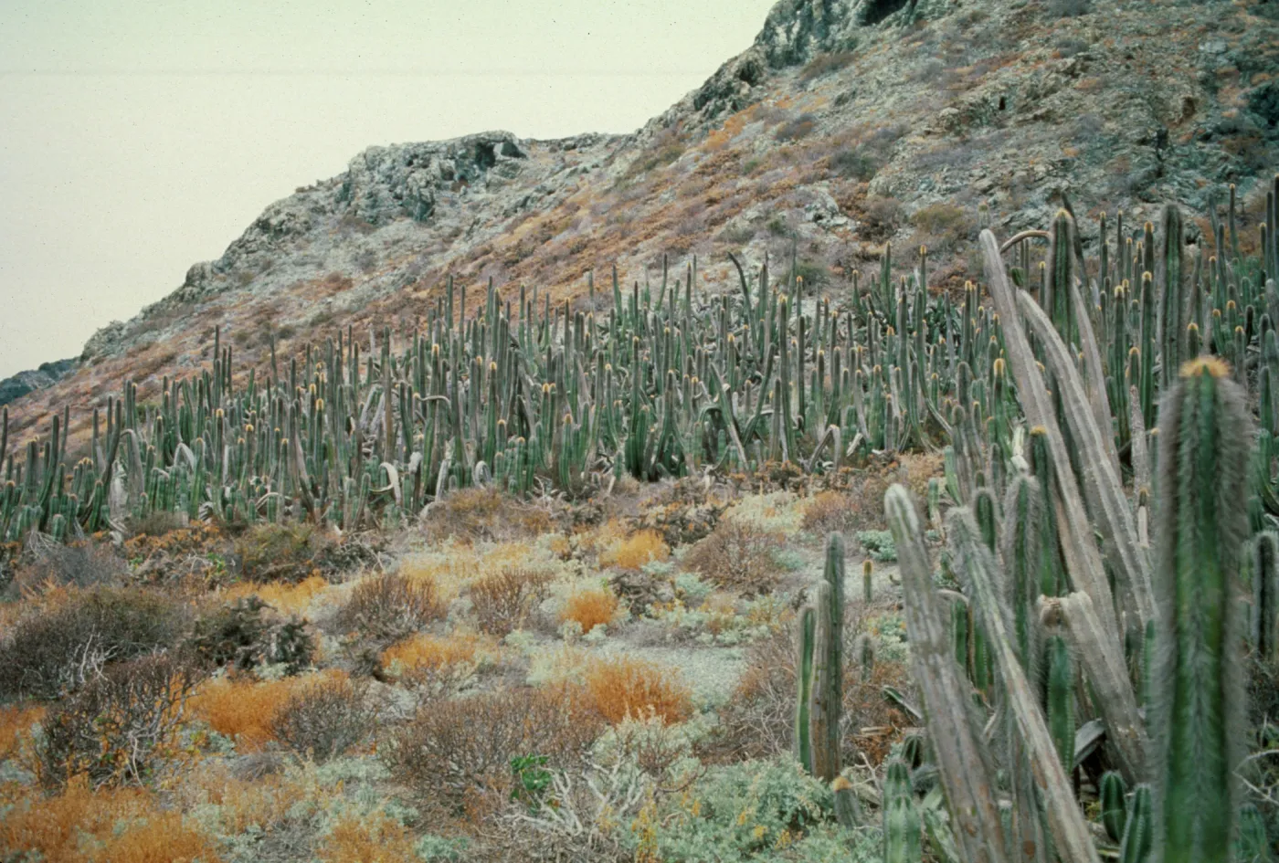 Lophocereus schottii on East San Benito Island