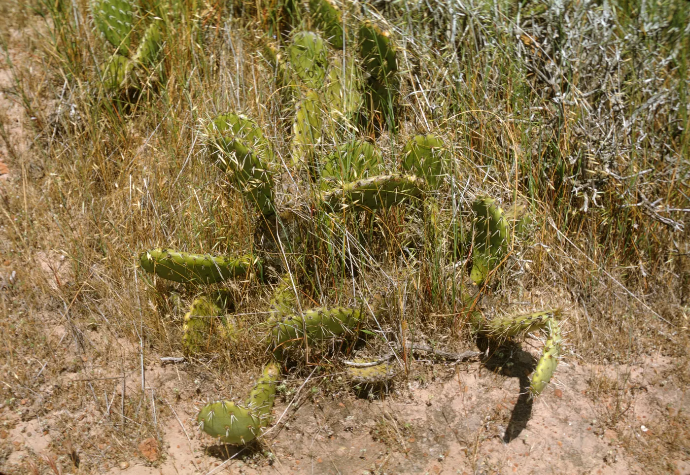 Opuntia O685 (Prickly-pear), Santa Catalina Island