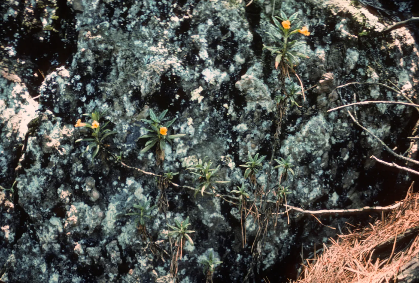 Mimulus stellatus, Isla de Cedros