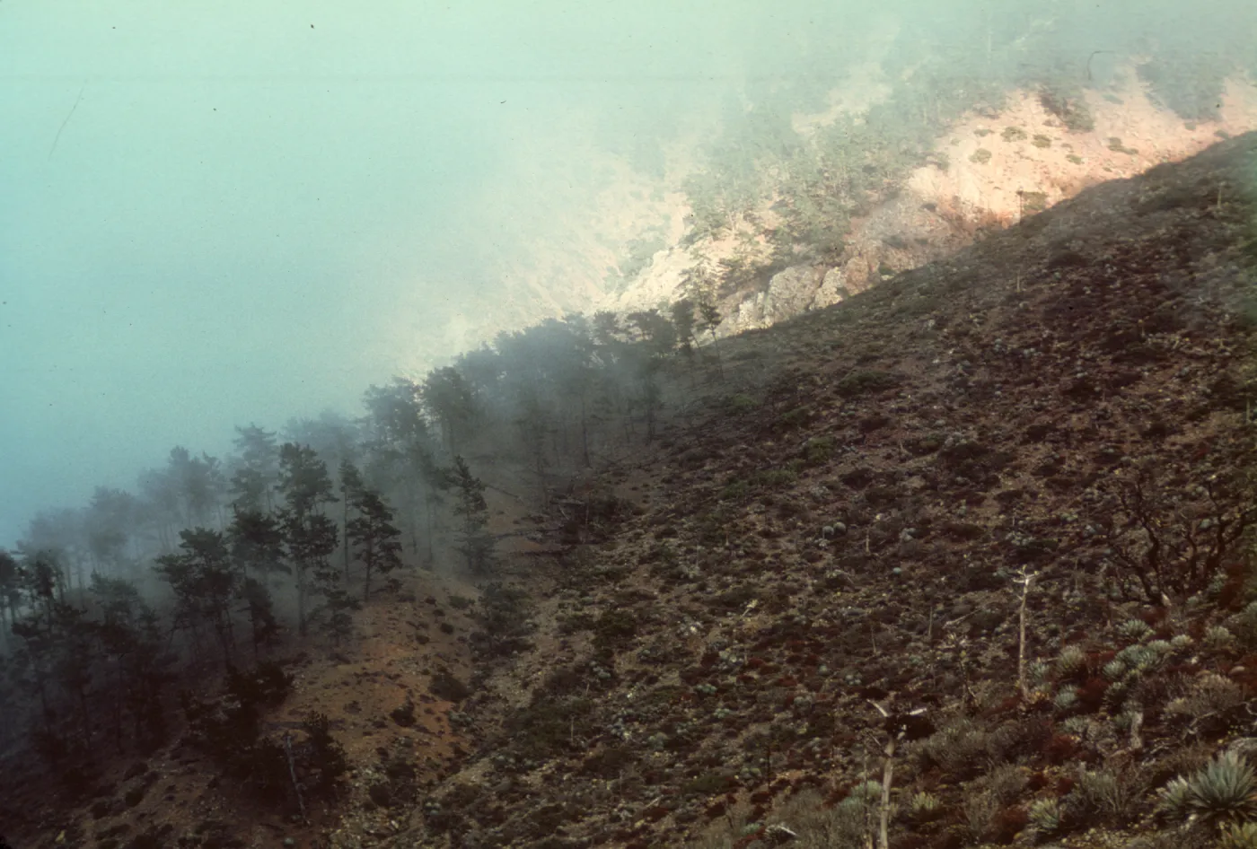 fog spot, Isla de Cedros
