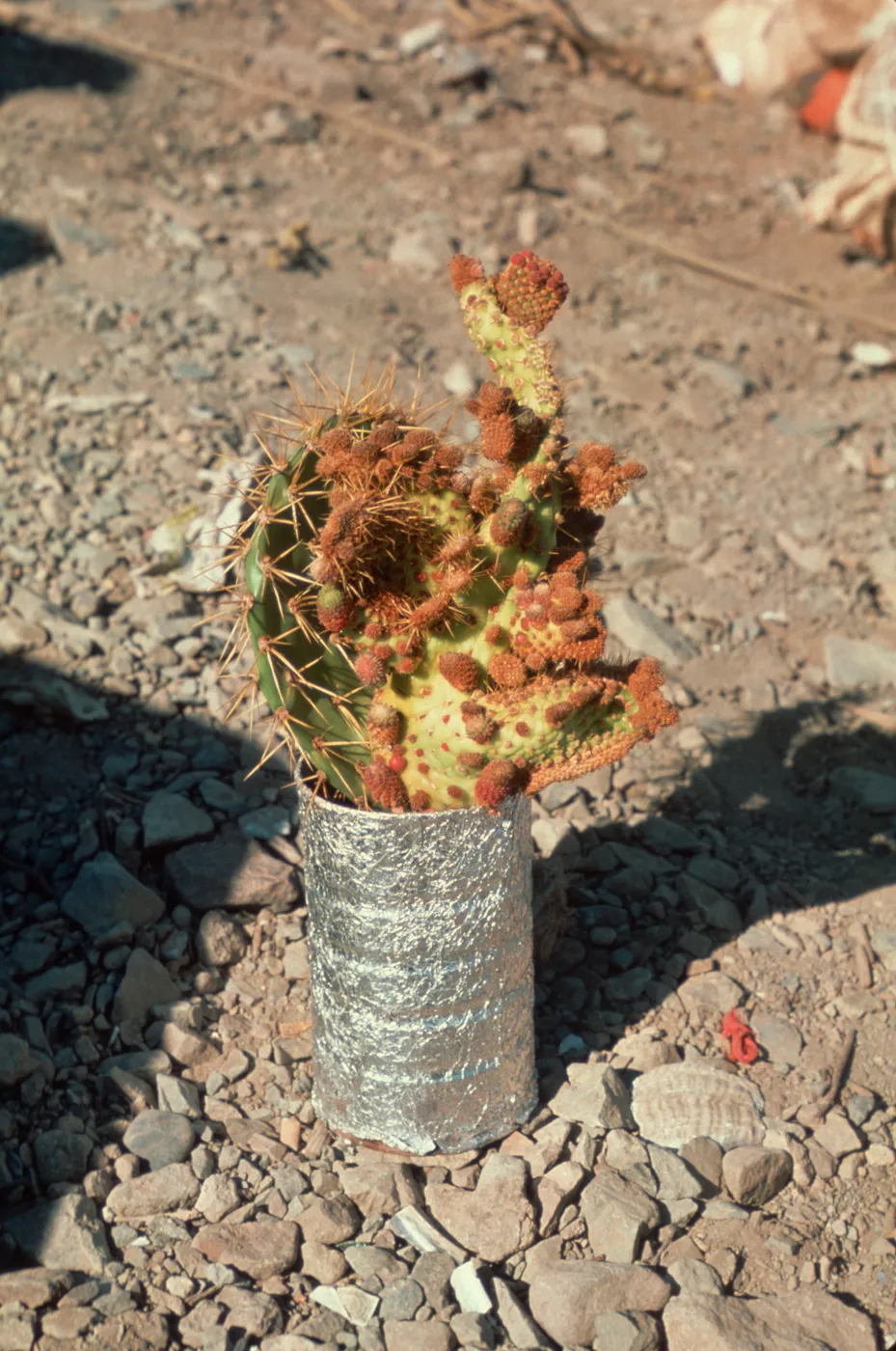 diseased Opuntia (Prickly-pear), Isla de Cedros