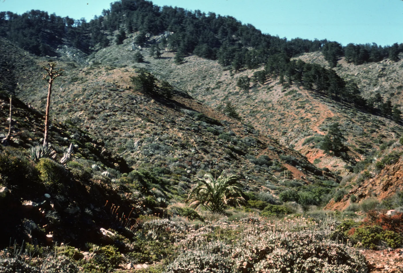Canada de la Mina ruins, Isla de Cedros