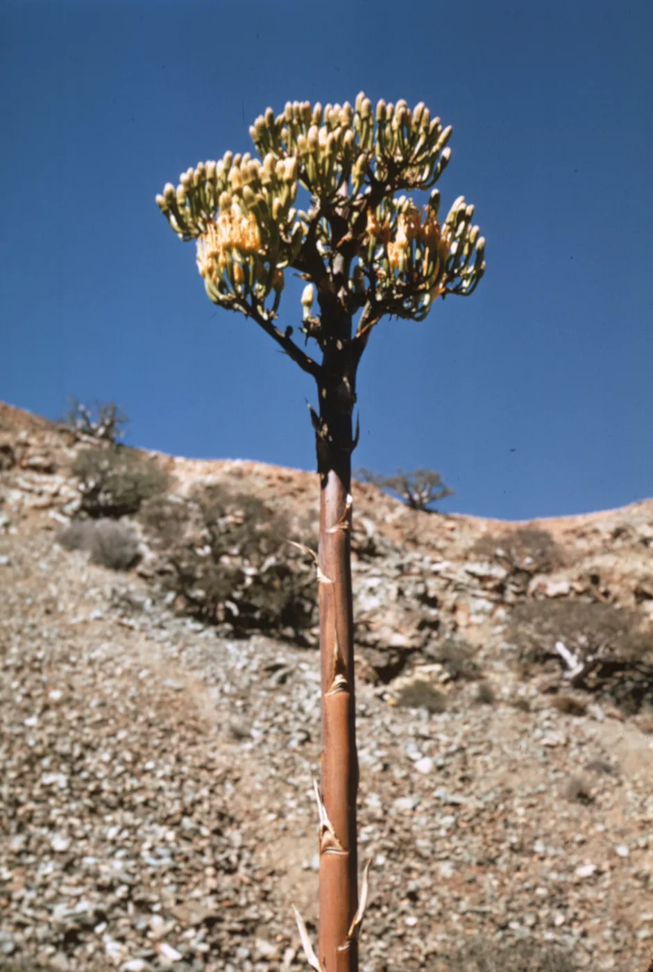 Agave,(Century Plant) Isla de Cedros