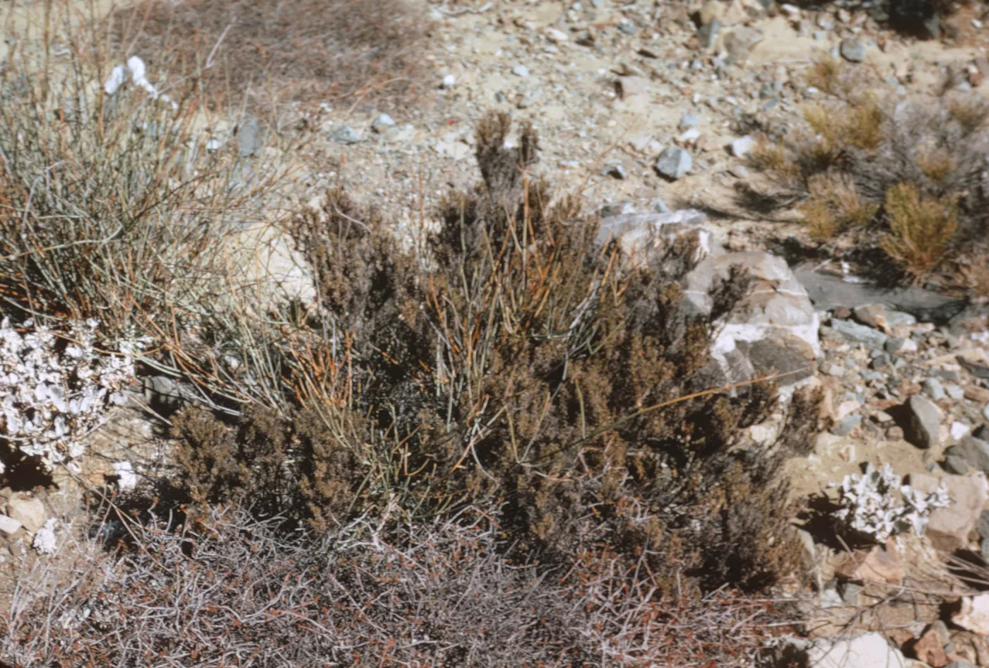 maritime desert scrub, Canada Mina, Isla de Cedros