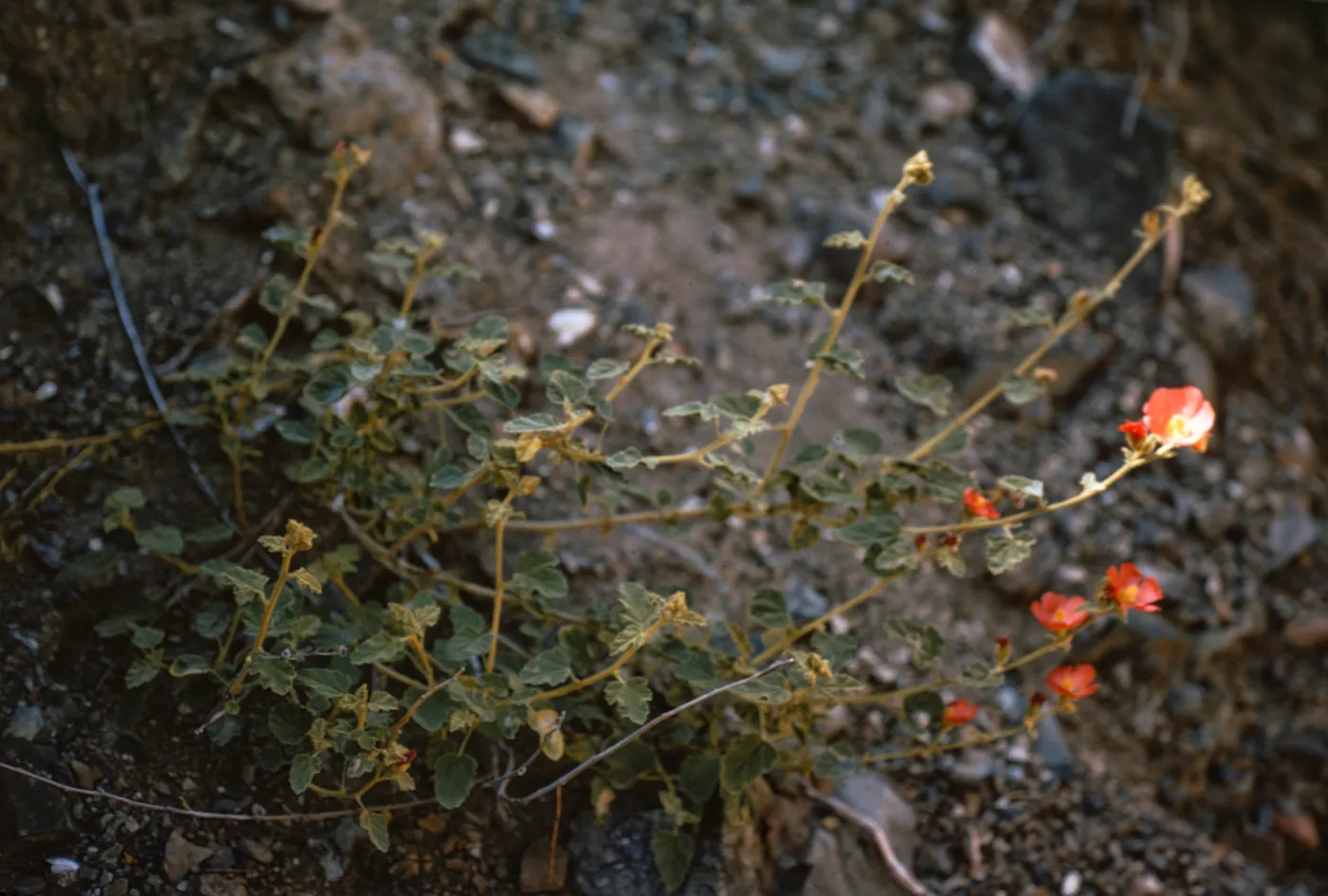 Sphaeralcea, Isla de Cedros