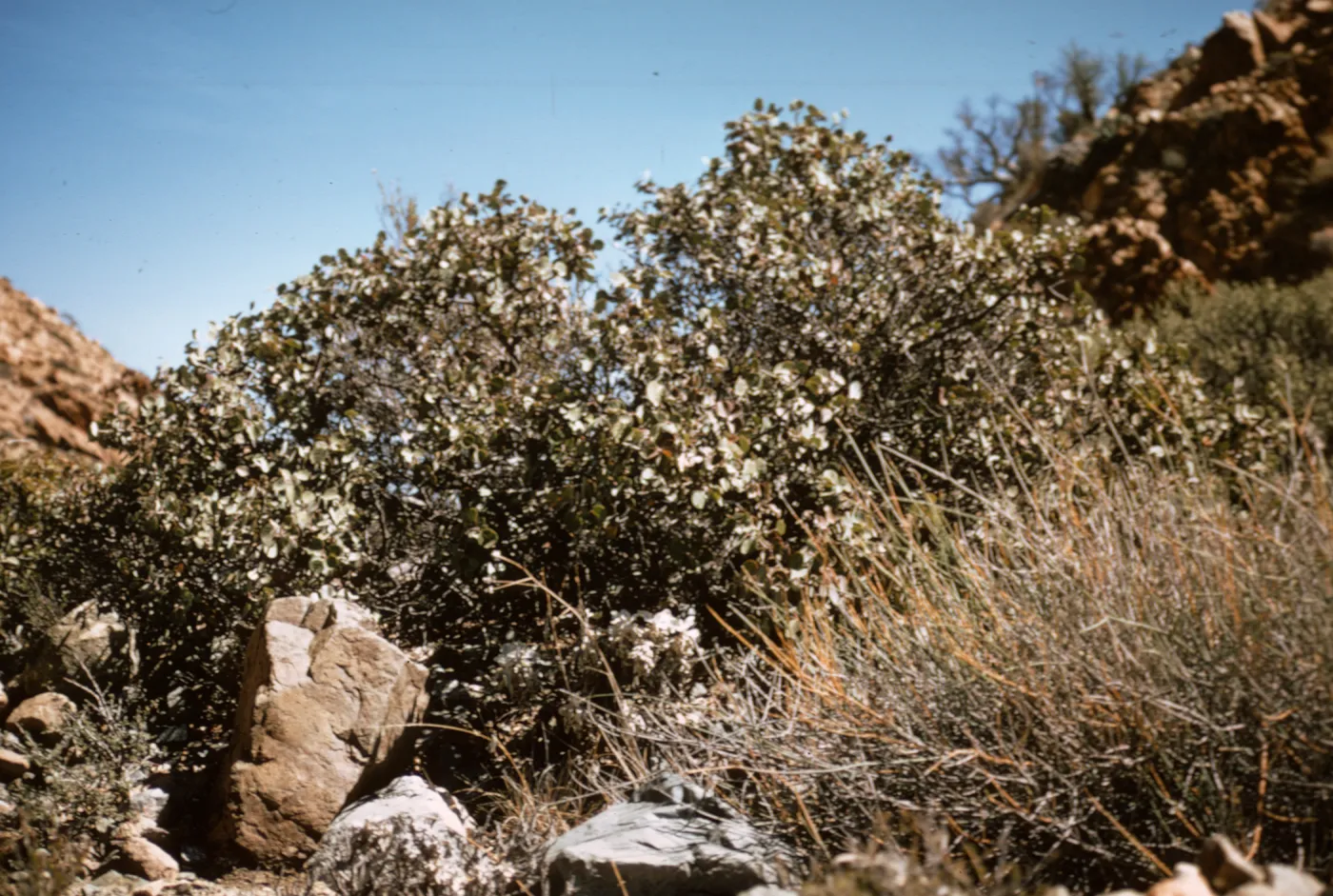 Rhus lentii, Isla de Cedros