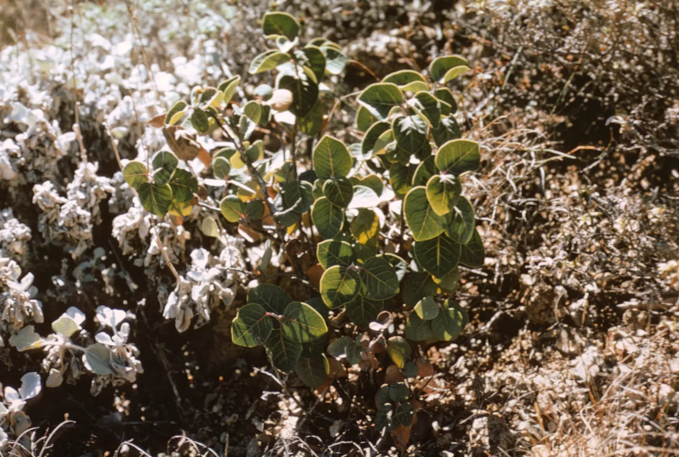 Rhus lentii, Isla de Cedros
