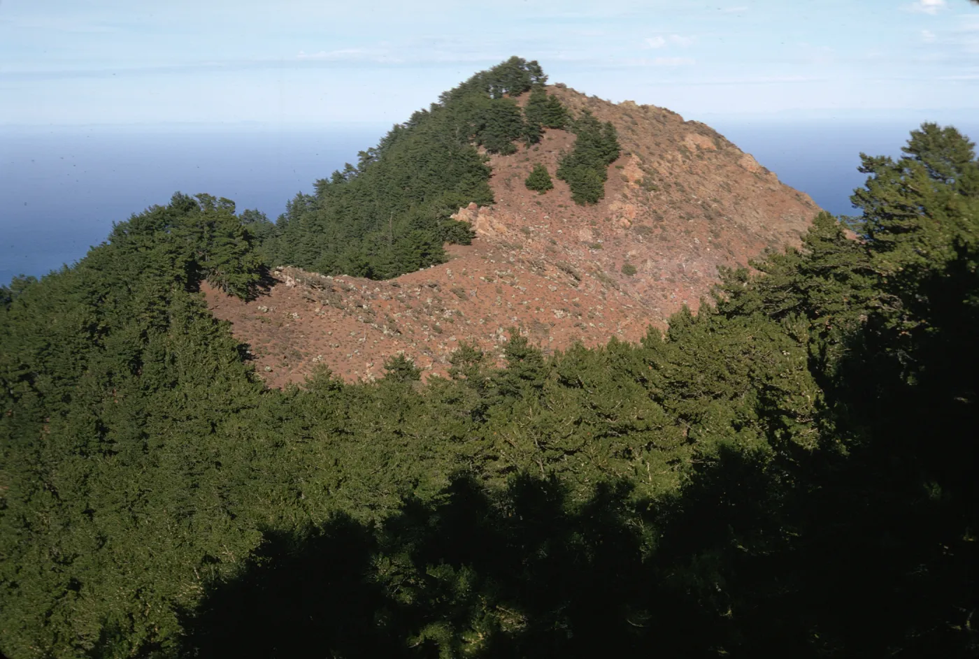 Pine forest, Cerro del Norte, Isla de Cedros