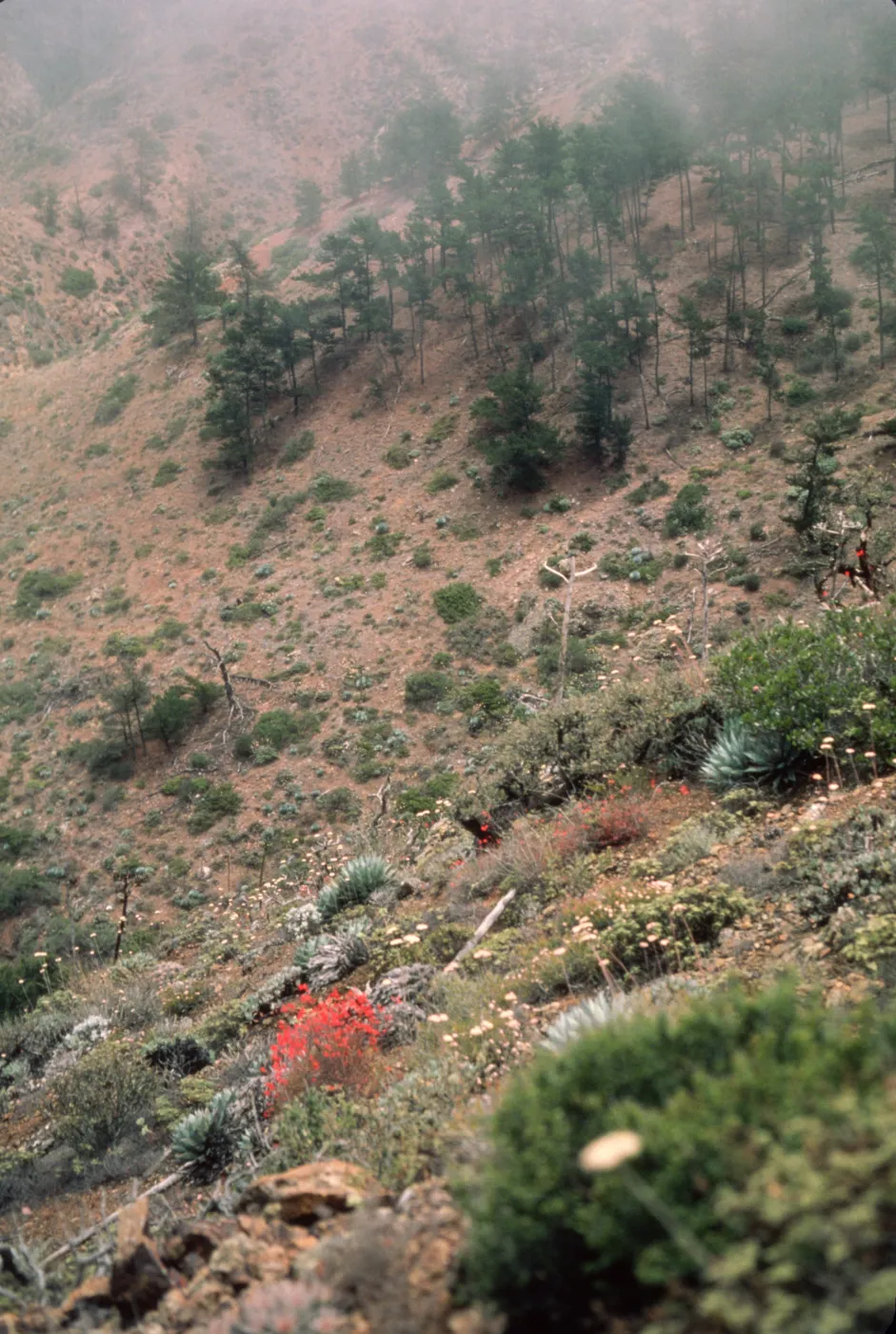 pines above mine, Cedros Island