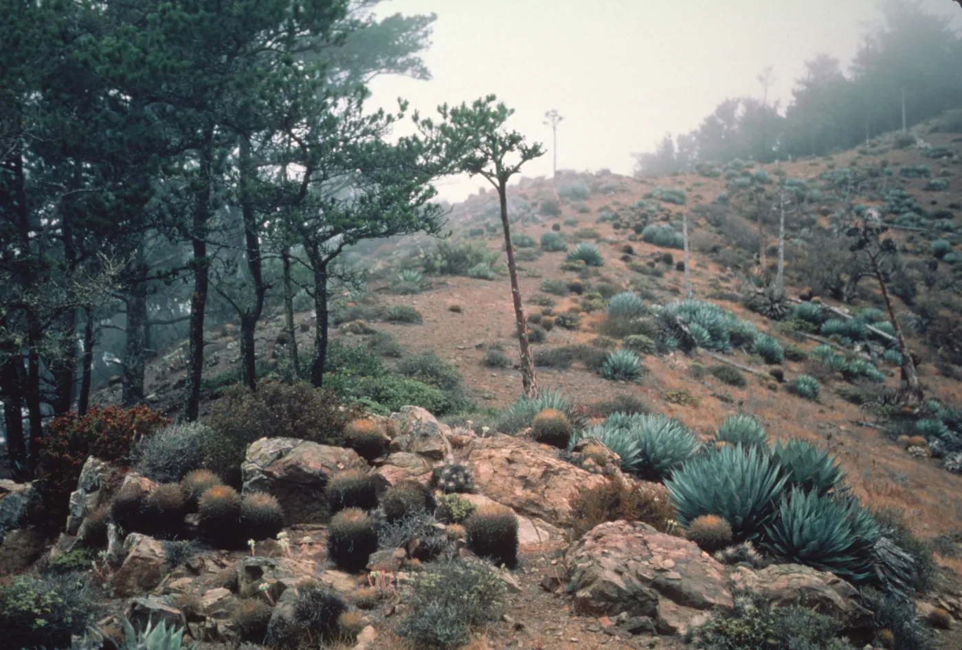 ridge on Cedros Island